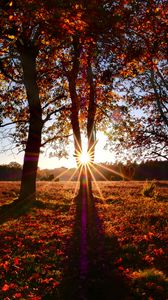 Preview wallpaper trees, sun, light, leaves, autumn