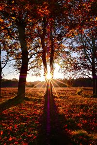 Preview wallpaper trees, sun, light, leaves, autumn
