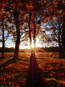 Preview wallpaper trees, sun, light, leaves, autumn