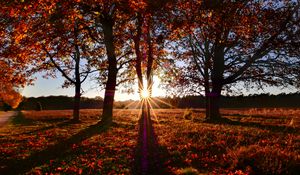 Preview wallpaper trees, sun, light, leaves, autumn