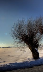 Preview wallpaper trees, sun, light, patches of light, rods, snow