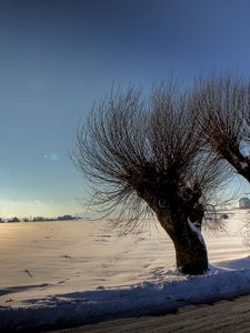 Preview wallpaper trees, sun, light, patches of light, rods, snow