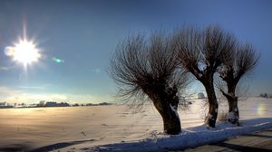 Preview wallpaper trees, sun, light, patches of light, rods, snow