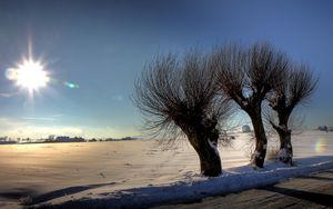 Preview wallpaper trees, sun, light, patches of light, rods, snow