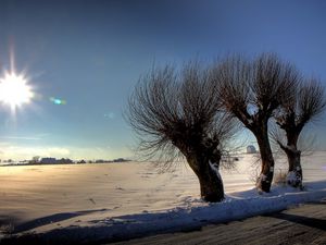 Preview wallpaper trees, sun, light, patches of light, rods, snow