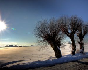 Preview wallpaper trees, sun, light, patches of light, rods, snow