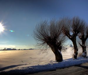 Preview wallpaper trees, sun, light, patches of light, rods, snow