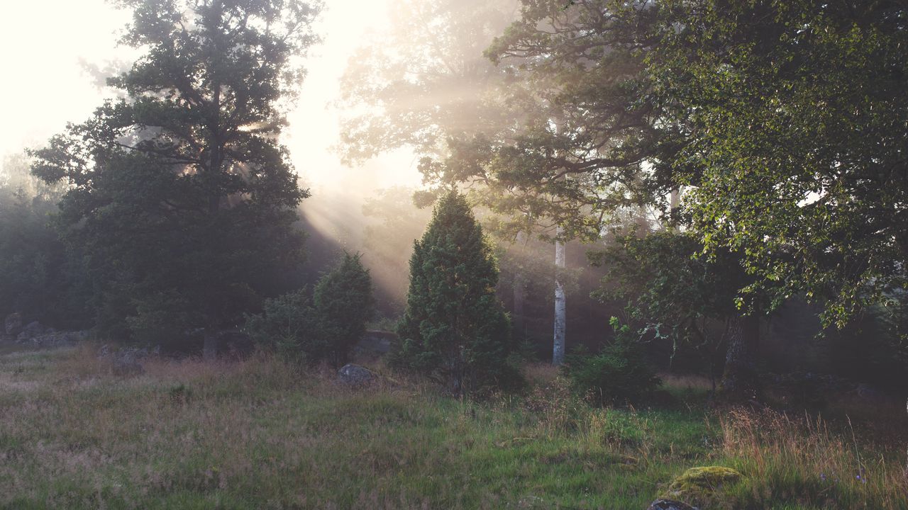 Wallpaper trees, sun, rays, landscape, nature