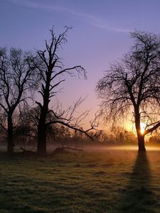 Preview wallpaper trees, sun rays, light, morning, fog, cool