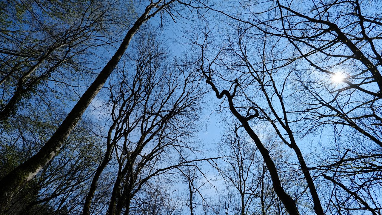 Wallpaper trees, sun, sky, light, nature