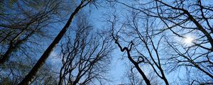 Preview wallpaper trees, sun, sky, light, nature
