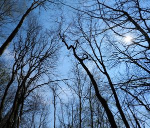 Preview wallpaper trees, sun, sky, light, nature