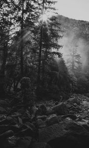 Preview wallpaper trees, sun, stones, black and white