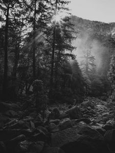 Preview wallpaper trees, sun, stones, black and white