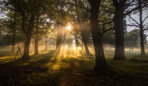 Preview wallpaper trees, sun, sunbeams, fog, dawn