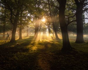 Preview wallpaper trees, sun, sunbeams, fog, dawn