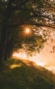 Preview wallpaper trees, sun, sunlight, rays, landscape