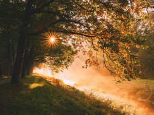 Preview wallpaper trees, sun, sunlight, rays, landscape
