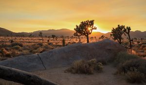 Preview wallpaper trees, sun, sunset, bushes, stones, desert, rays