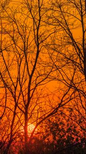 Preview wallpaper trees, sun, sunset, light, orange