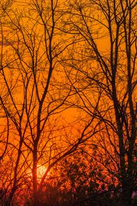 Preview wallpaper trees, sun, sunset, light, orange