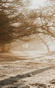 Preview wallpaper trees, sunlight, bright, park, nature