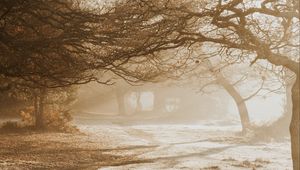 Preview wallpaper trees, sunlight, bright, park, nature