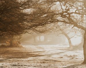 Preview wallpaper trees, sunlight, bright, park, nature