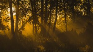 Preview wallpaper trees, sunlight, dark