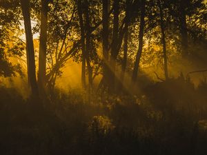 Preview wallpaper trees, sunlight, dark