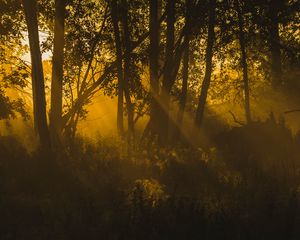 Preview wallpaper trees, sunlight, dark
