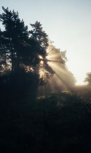 Preview wallpaper trees, sunlight, fog, rays, dawn