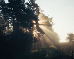 Preview wallpaper trees, sunlight, fog, rays, dawn