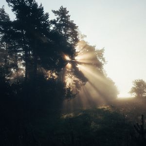 Preview wallpaper trees, sunlight, fog, rays, dawn