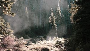 Preview wallpaper trees, sunlight, forest, grass