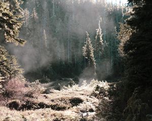 Preview wallpaper trees, sunlight, forest, grass