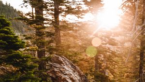Preview wallpaper trees, sunlight, glare, nature