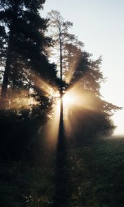 Preview wallpaper trees, sunlight, rays, fog, nature