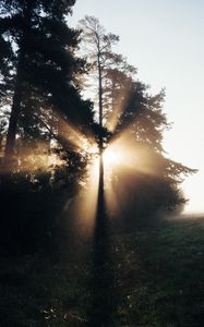 Preview wallpaper trees, sunlight, rays, fog, nature
