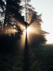 Preview wallpaper trees, sunlight, rays, fog, nature