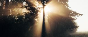 Preview wallpaper trees, sunlight, rays, fog, nature