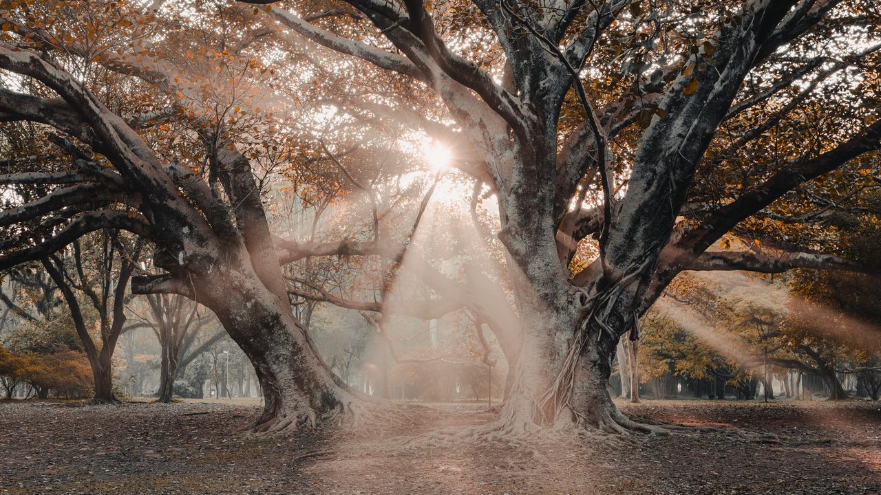 Wallpaper trees, sunlight, rays, nature