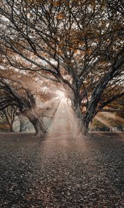 Preview wallpaper trees, sunlight, rays, nature