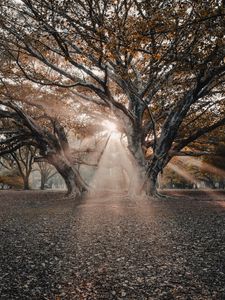 Preview wallpaper trees, sunlight, rays, nature
