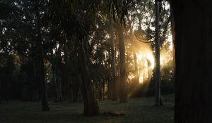 Preview wallpaper trees, sunlight, rays, nature