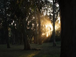 Preview wallpaper trees, sunlight, rays, nature