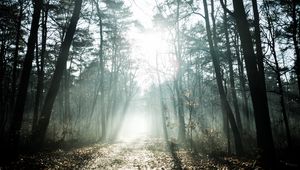 Preview wallpaper trees, sunlight, rays, forest, nature