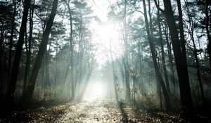 Preview wallpaper trees, sunlight, rays, forest, nature