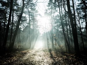 Preview wallpaper trees, sunlight, rays, forest, nature