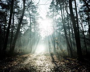 Preview wallpaper trees, sunlight, rays, forest, nature